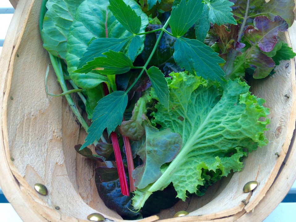 de moestuin