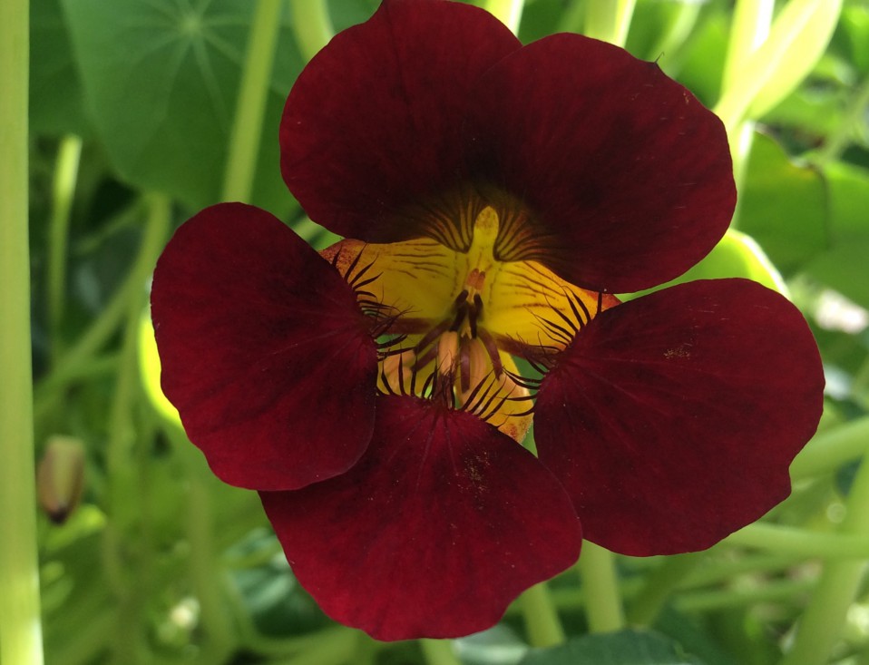Oost-Indische kers in de tuin en in de keuken