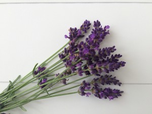 lavendel