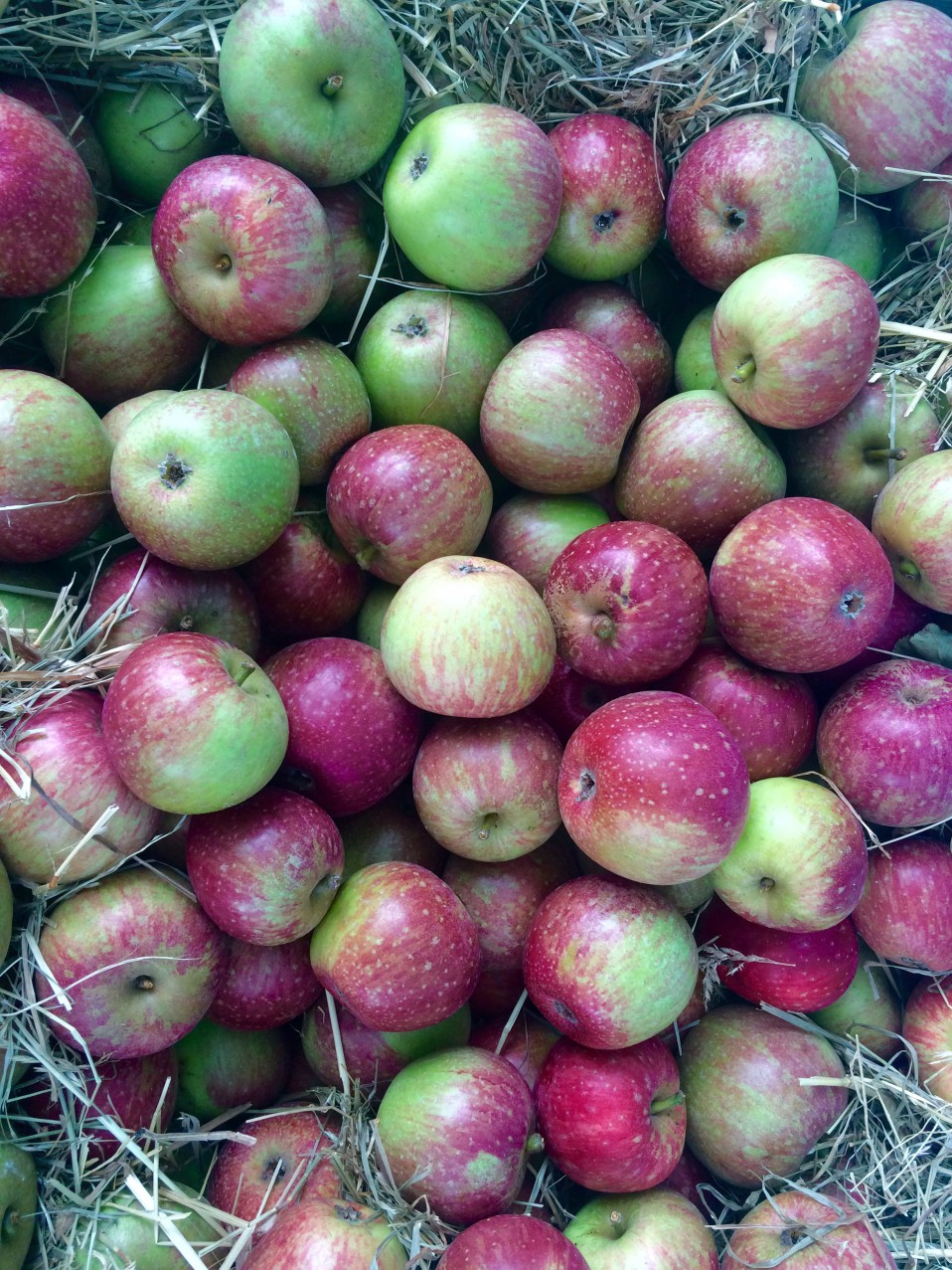 een appelboom op je balkon