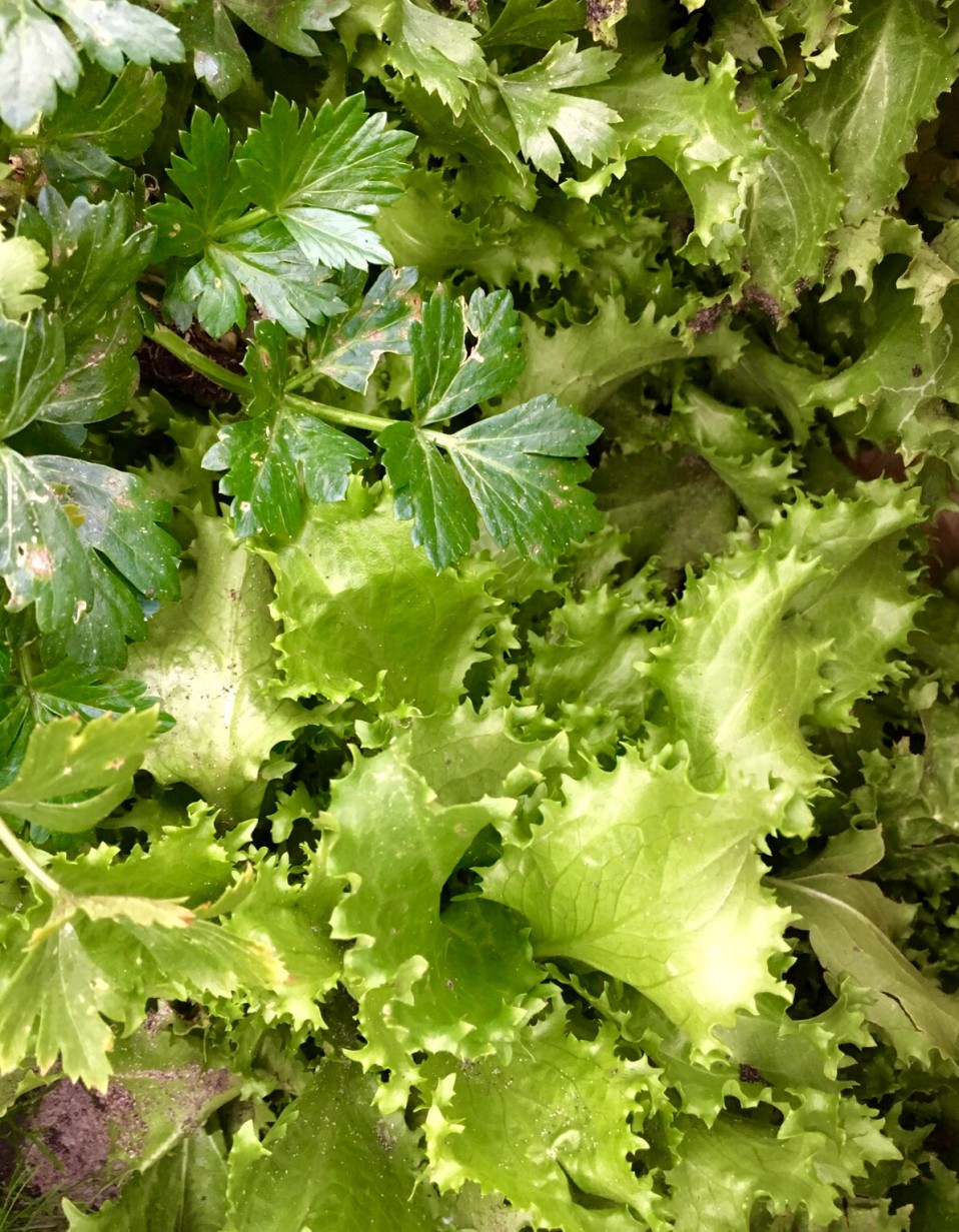 moestuin opruimen