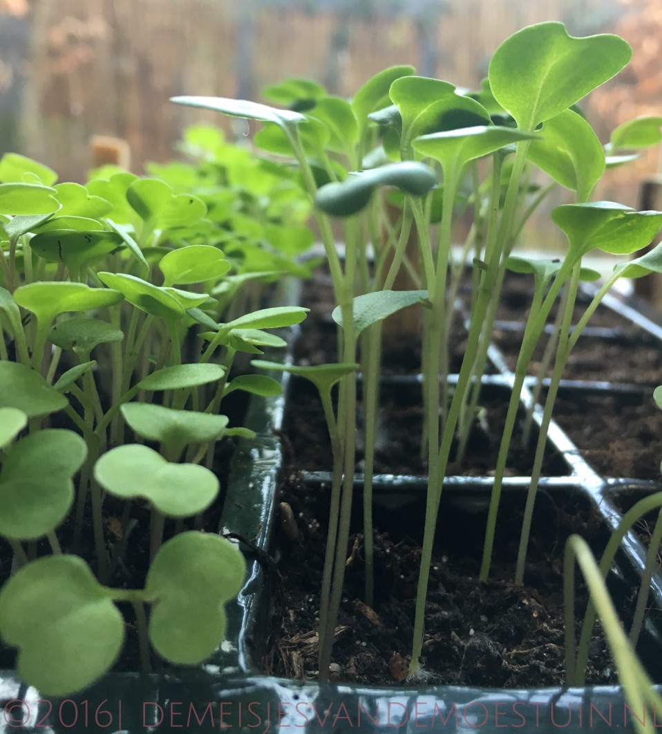 nog meer familiebanden in de moestuin