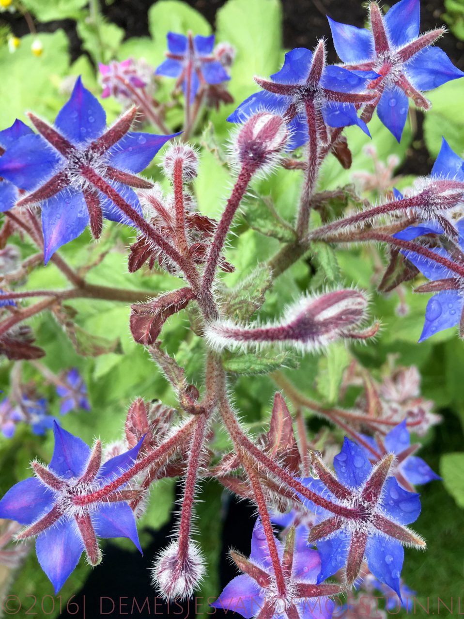 een bloemeninvasie op de moestuin