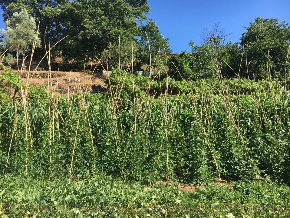 moestuin in Portugal