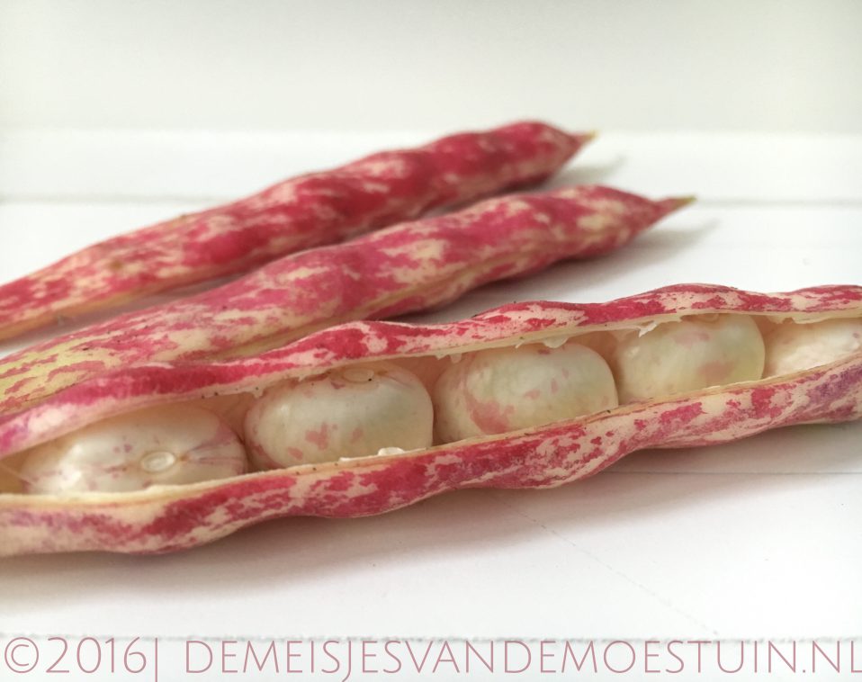 borlotti bonen oogsten