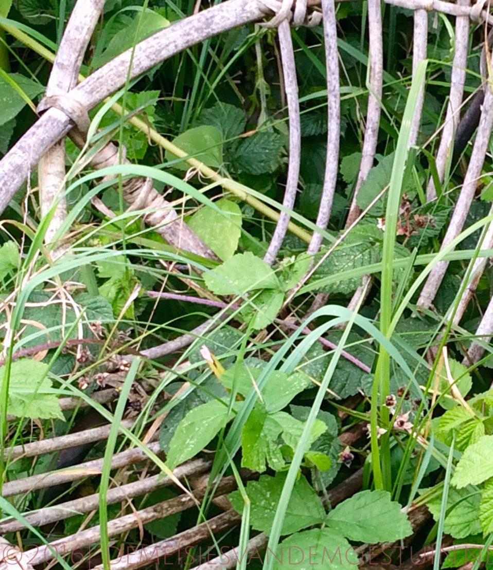 moestuin opruimen