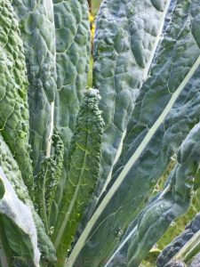 cavolo nero