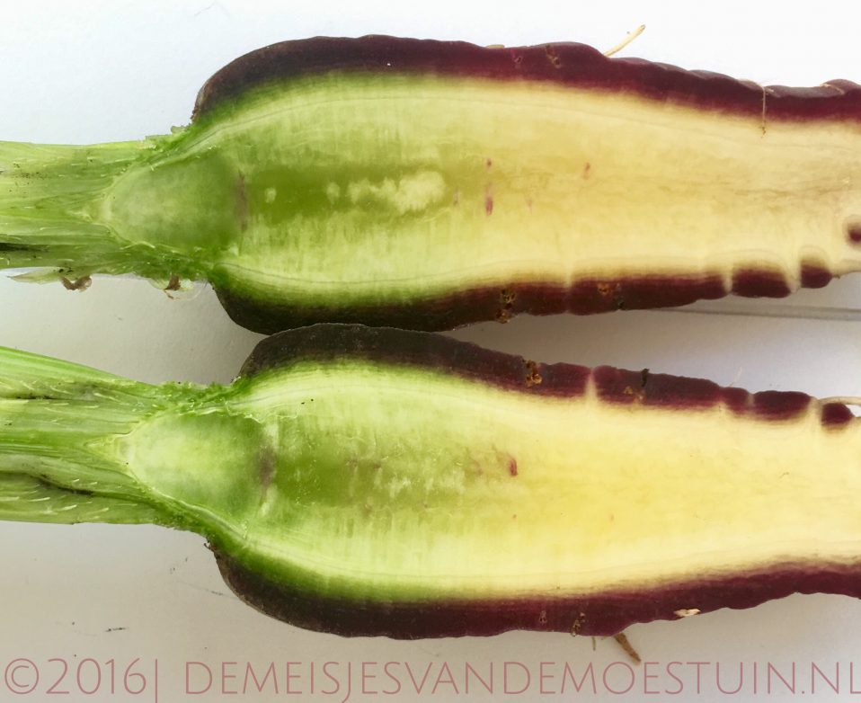 zwarte wortels