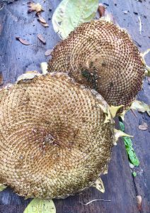 moestuin winterklaar maken