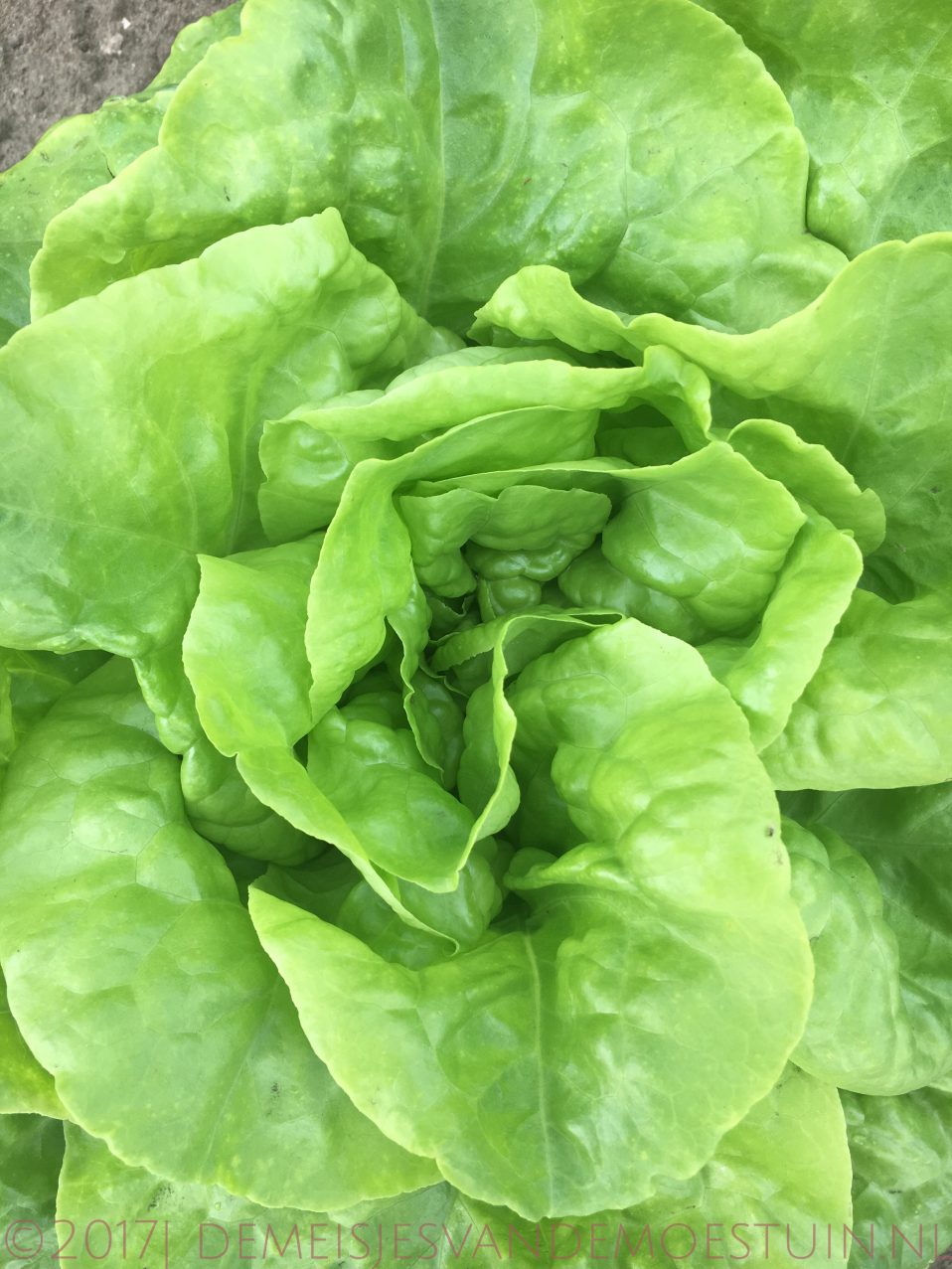 moestuin in de schaduw