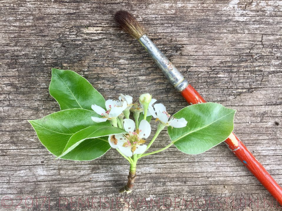 seks met een perenboom