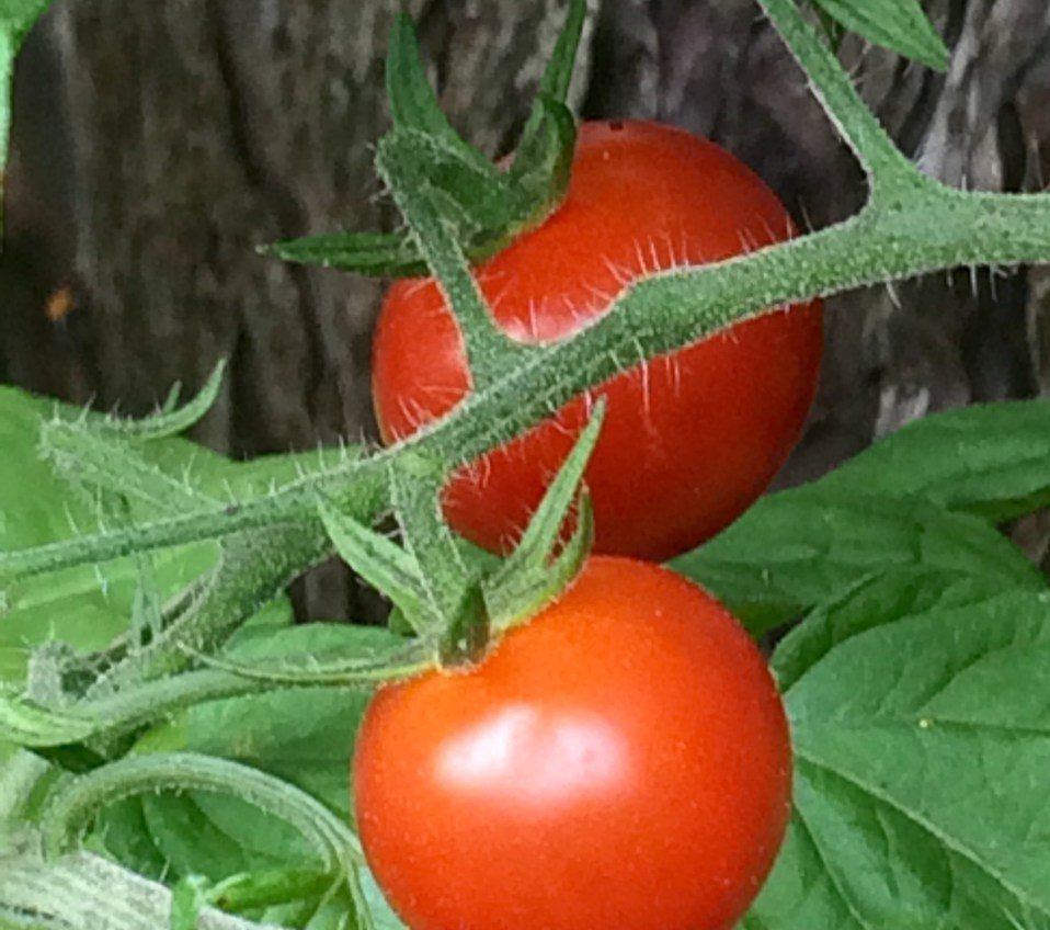 tomaten in de tuin en in de keuken