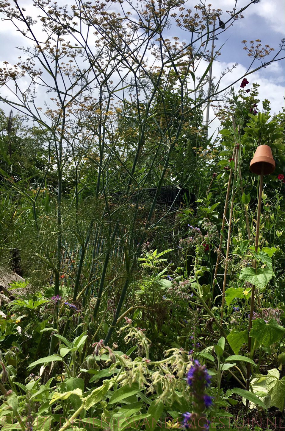 hoogte in de moestuin