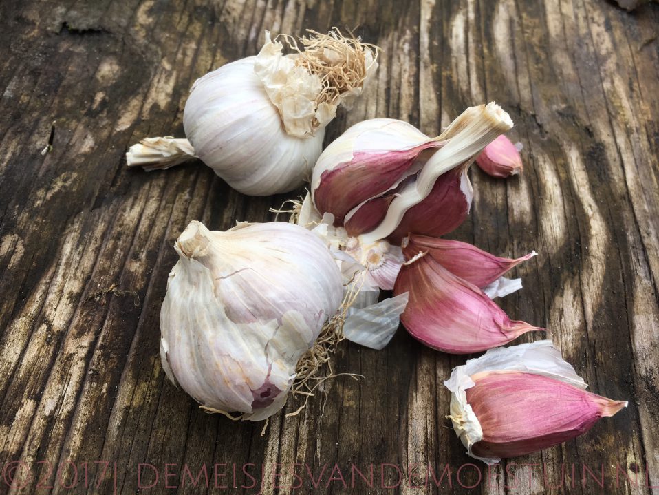 Spaanse knoflook
