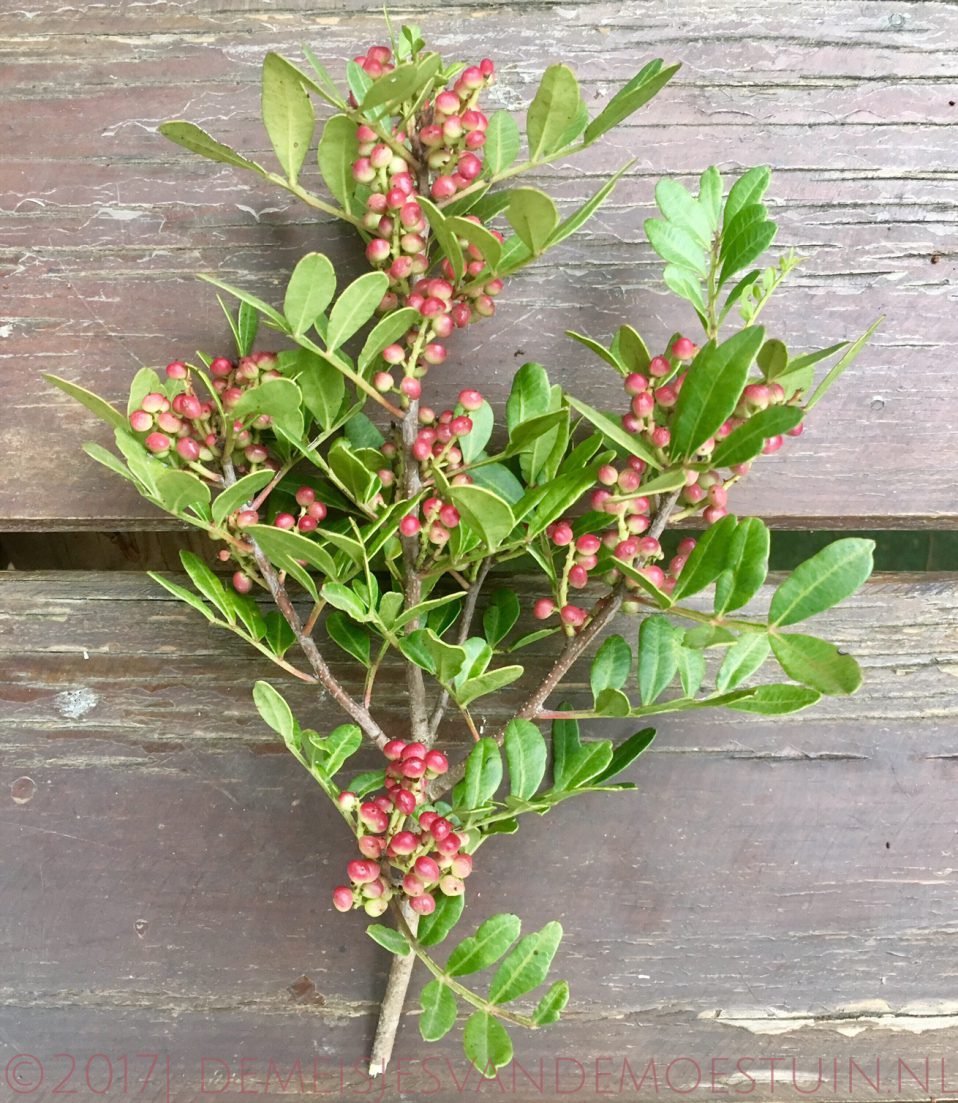 roze peper