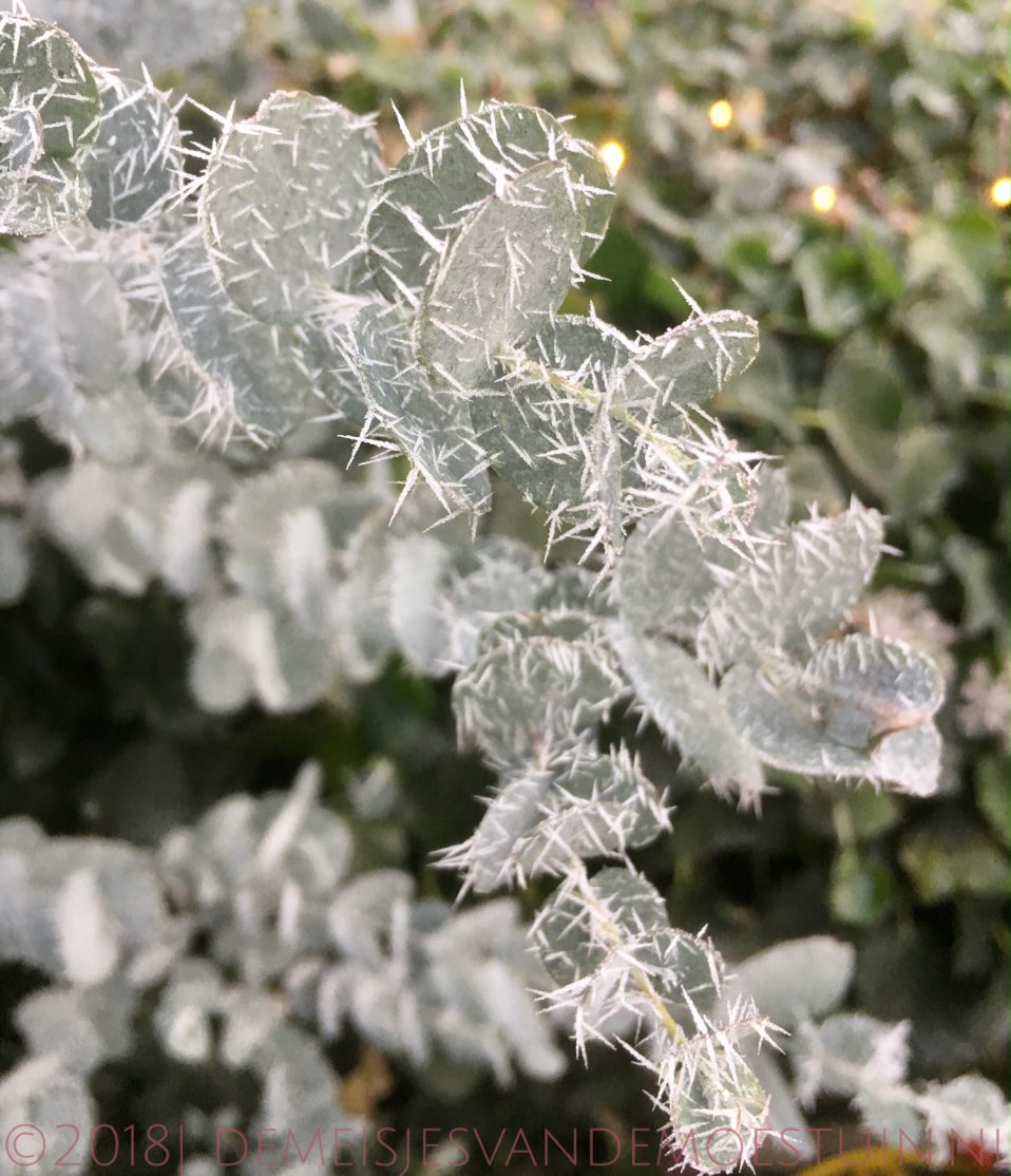 eucalyptus olie maken