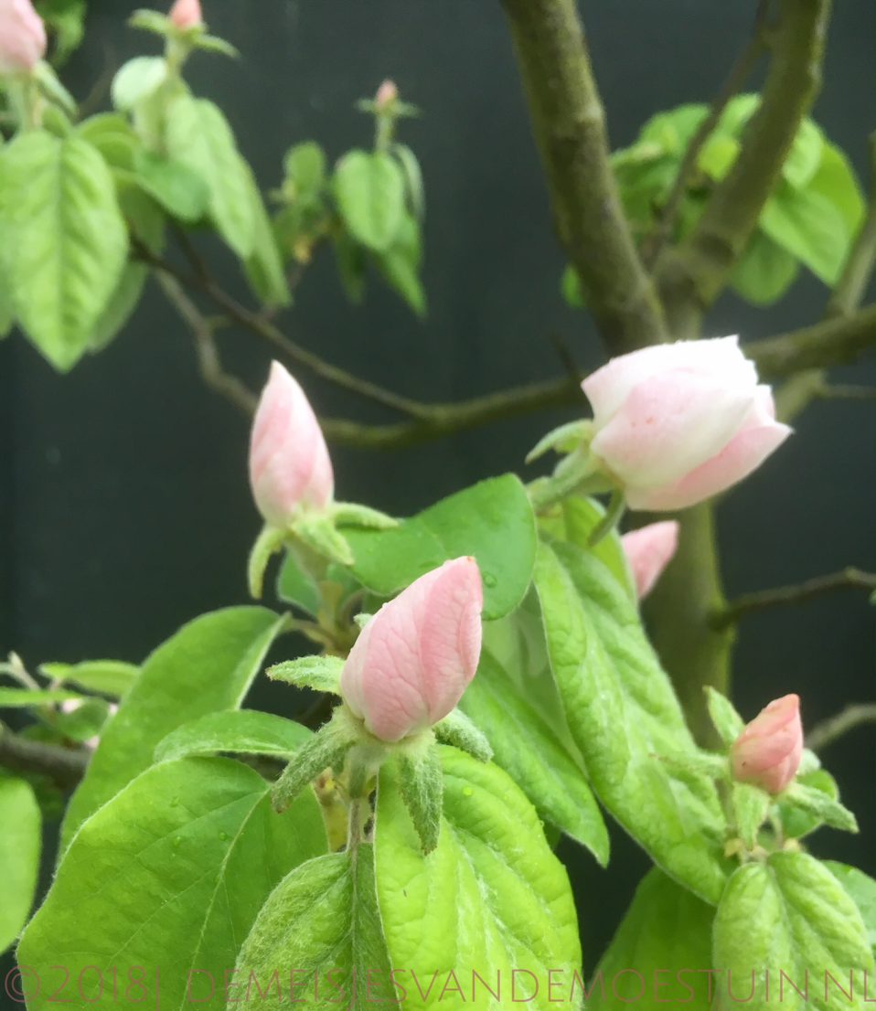genderneutraliteit in de moestuin