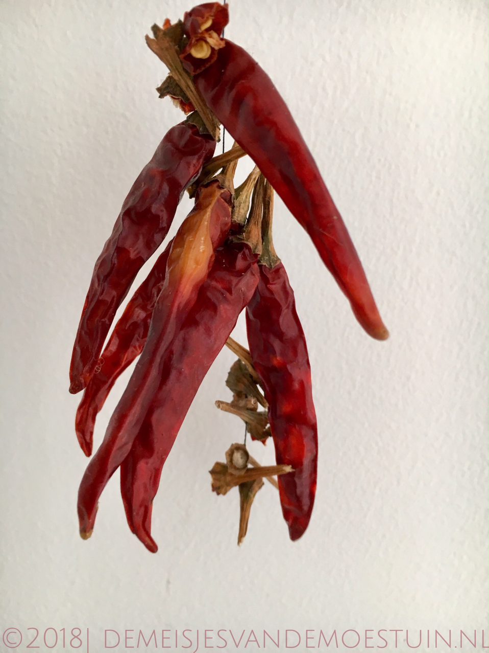 chilipeper drogen