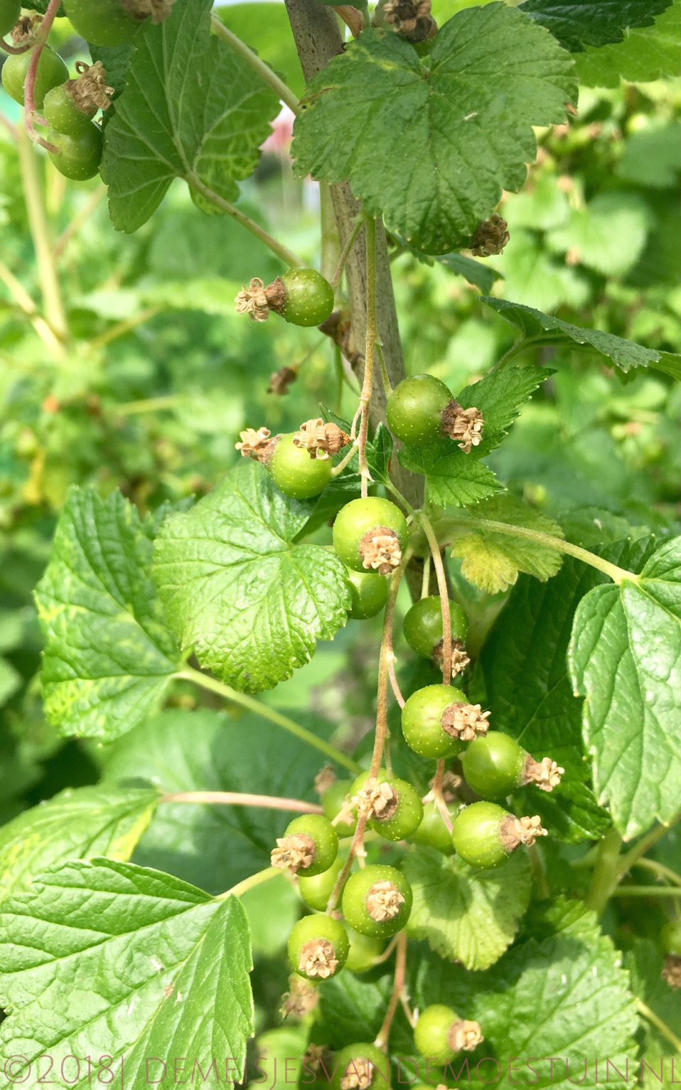 zwarte bessen