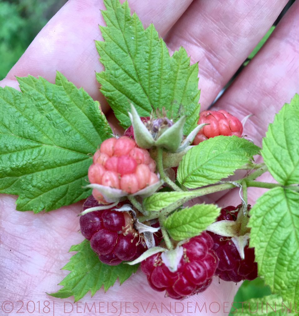 herfstframbozen in juni