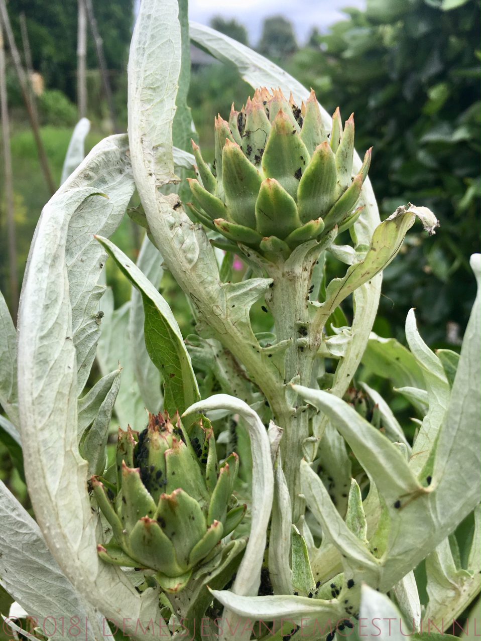 mieren in de moestuin