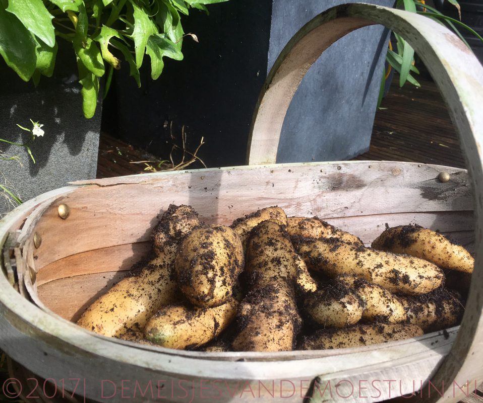 aardappels in de tuin en in de keuken