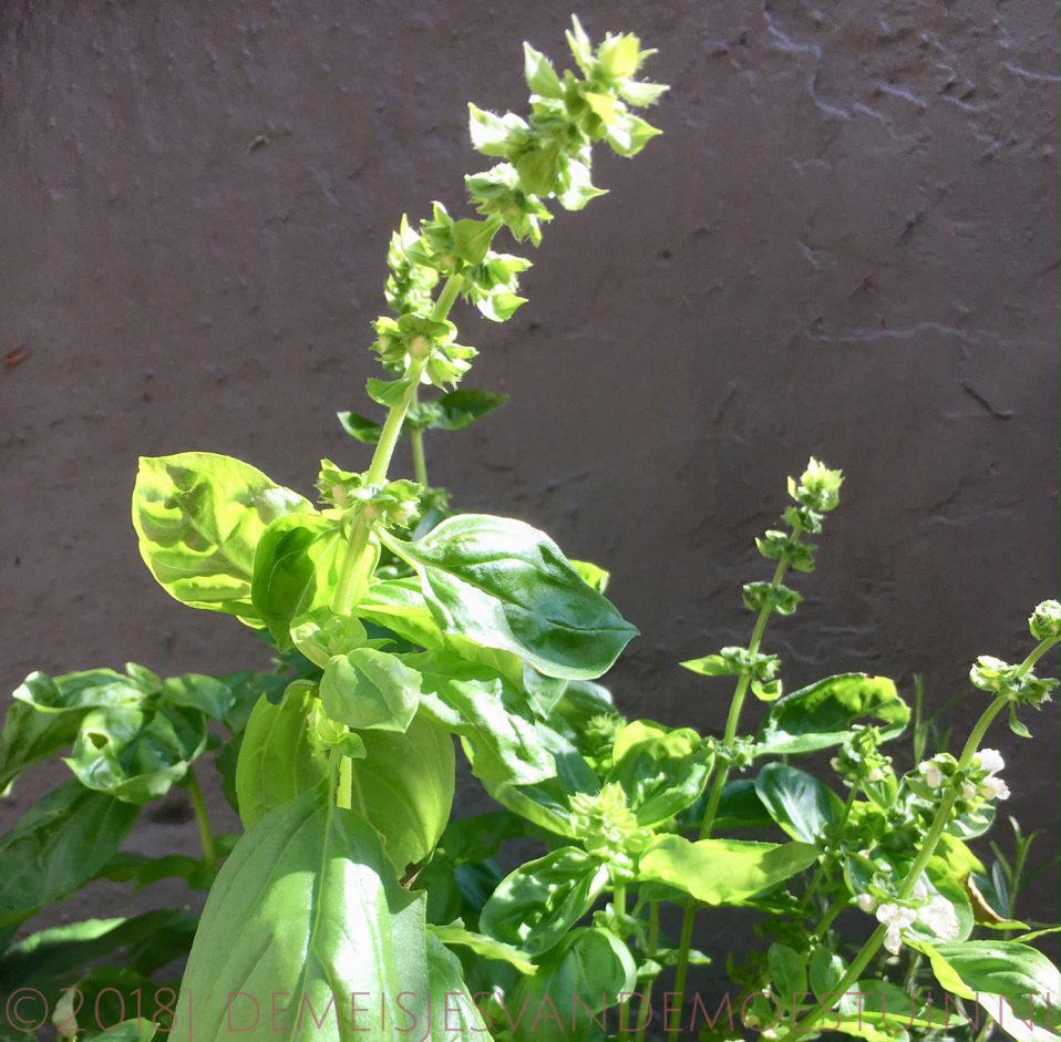 basilicum kweken