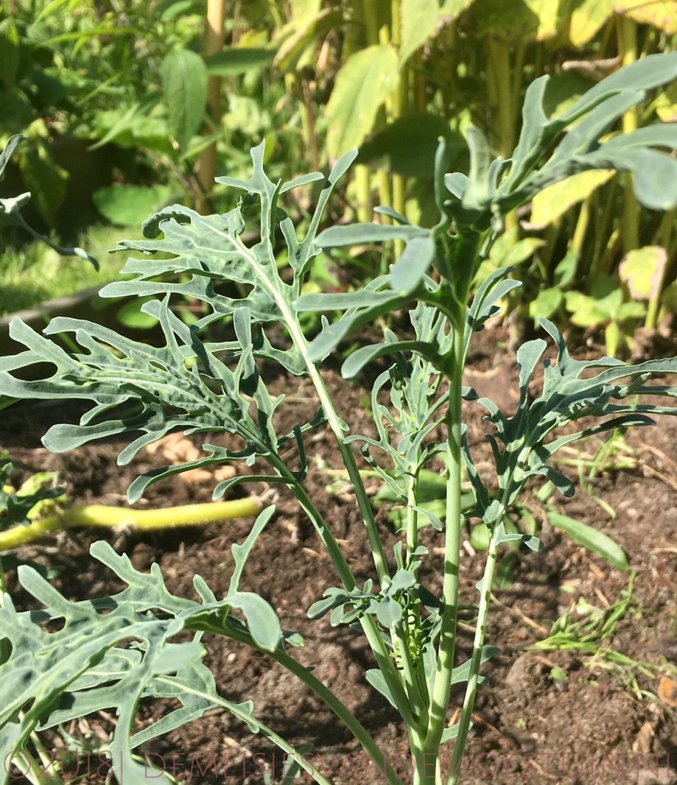 jagallo nero