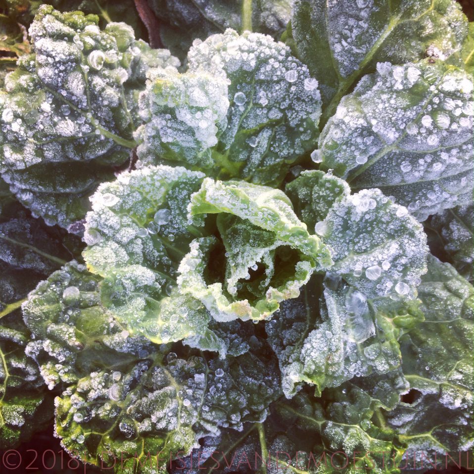 de moestuin in december