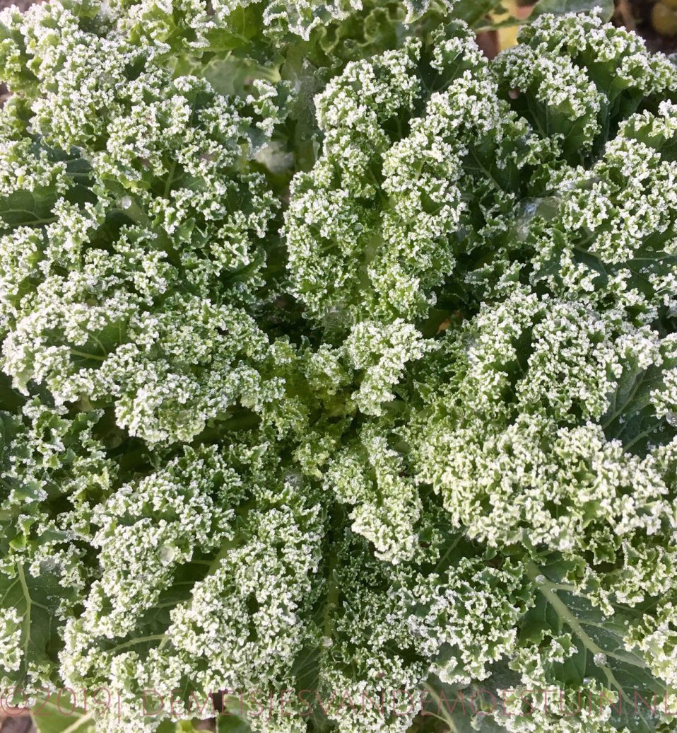 de moestuin in januari