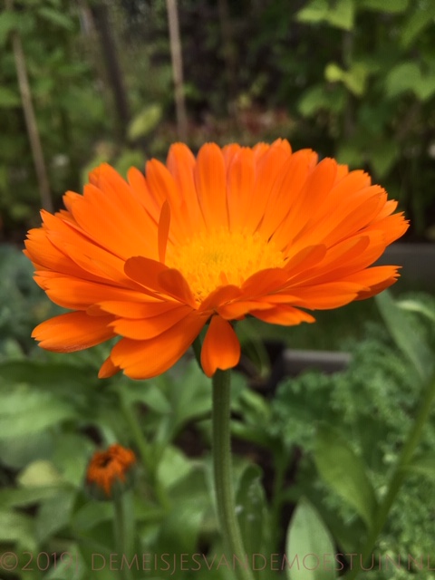 medicijnen uit de moestuin