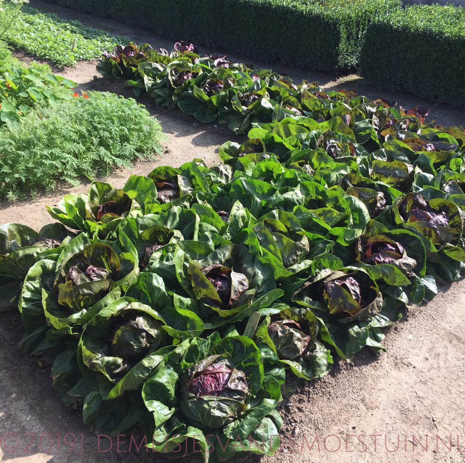 de moestuin in maart