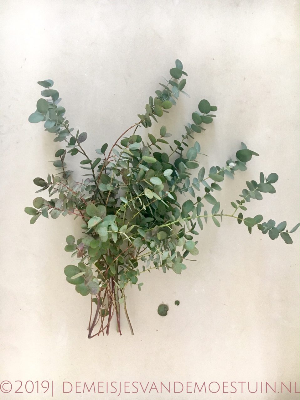 eucalyptus snoeien