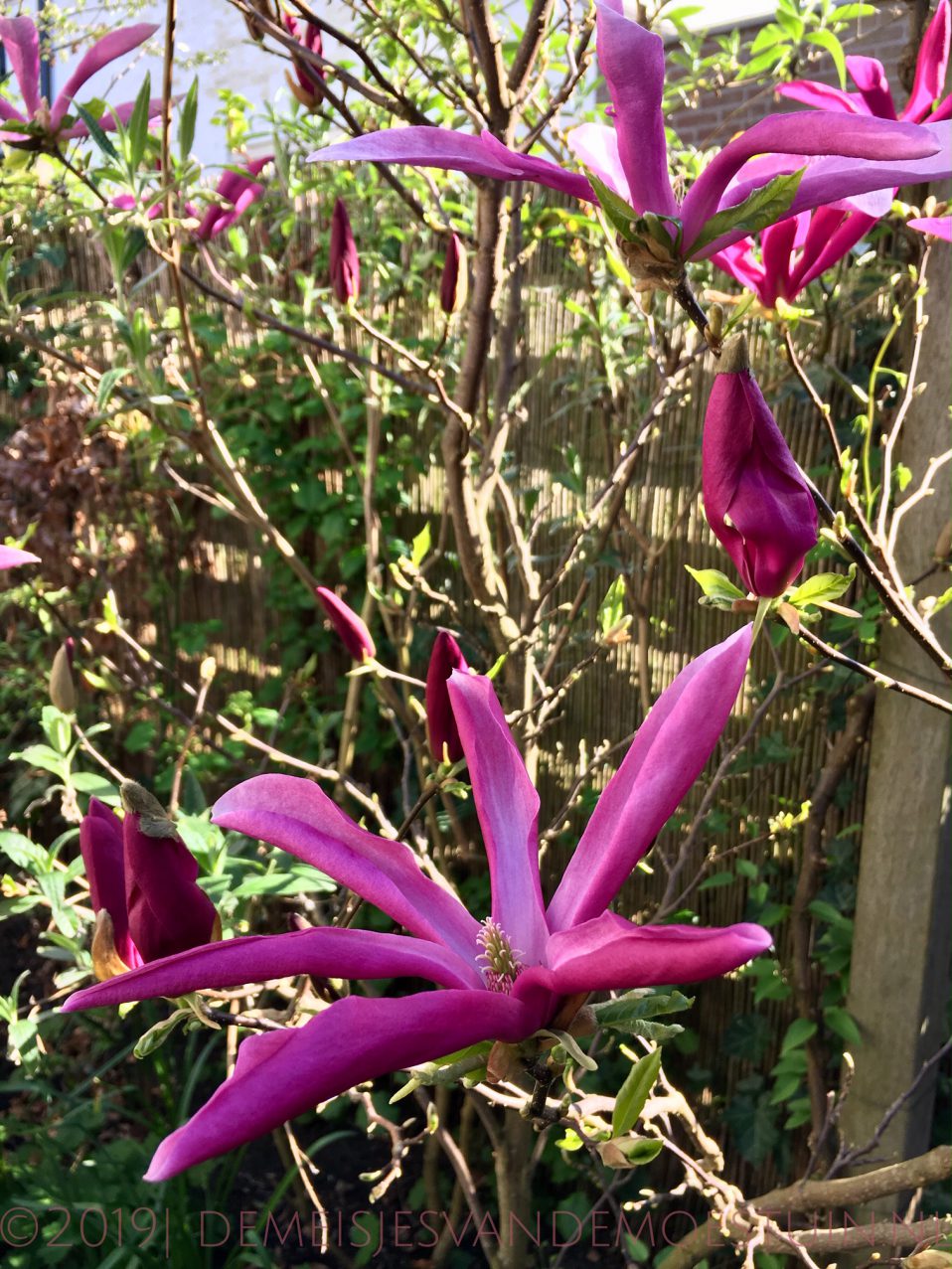 magnolia in de moestuin