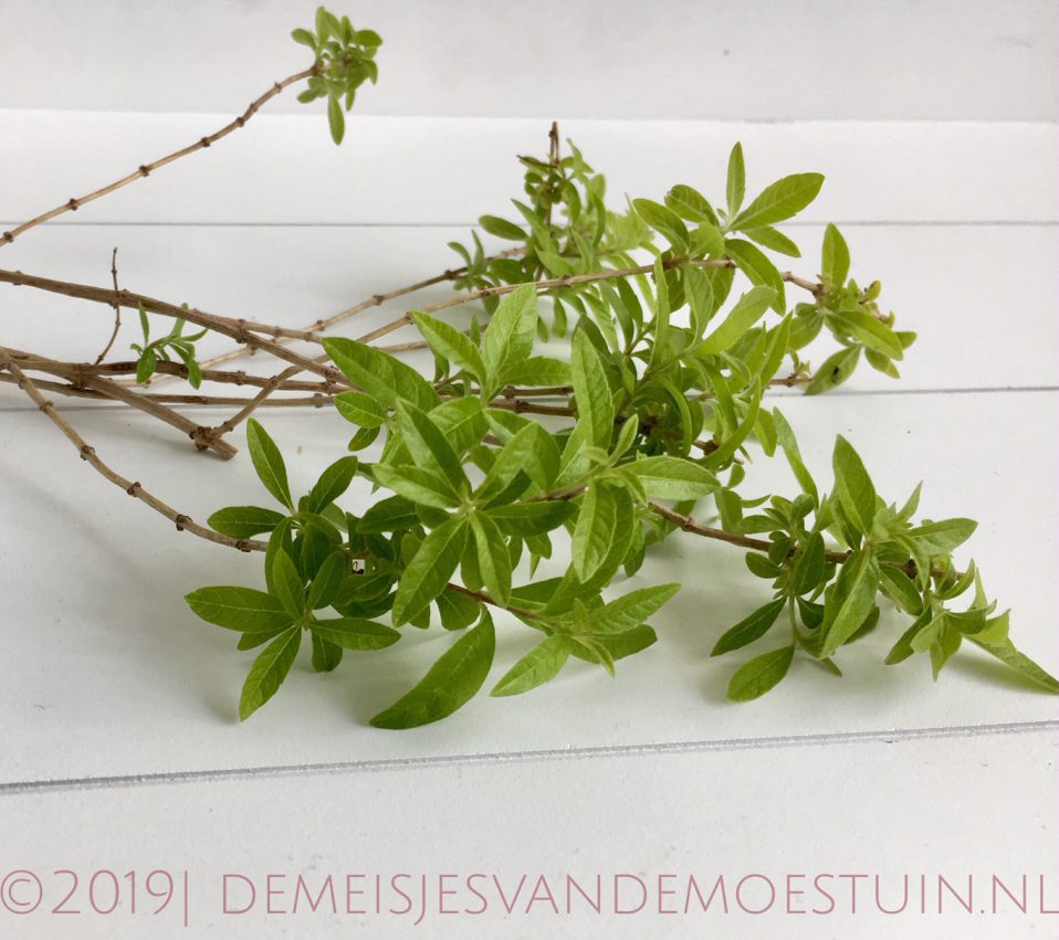 citroenverbena snoeien
