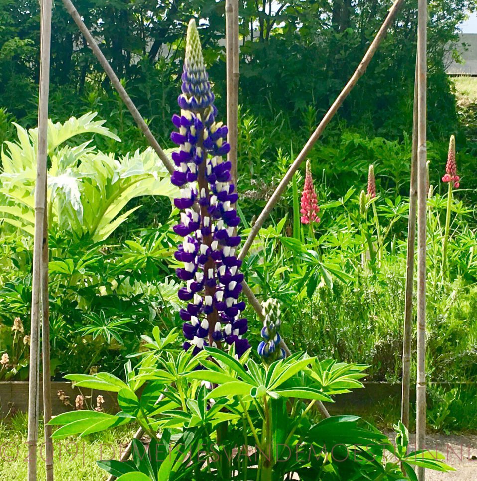 favorieten van de Meisjes: nuttige bloemen in de moestuin